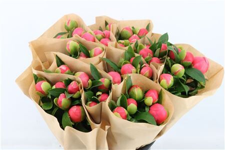 Paeo L Pink Hawai Co Paper