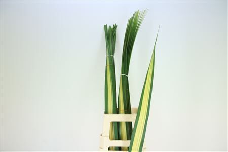 Pandanus (sr)