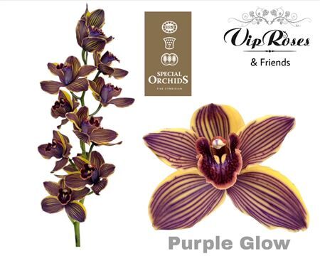 Cymb Dyed Purple Glow