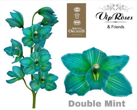 Cymb Dyed Double Mint