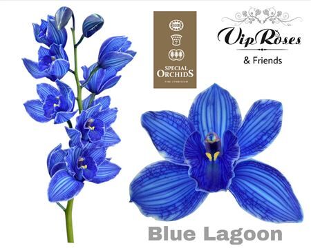 Cymb Dyed Blue Lagoon