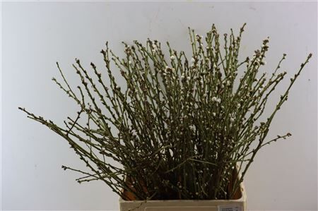 Perzikbloesem Medium White P Bunch