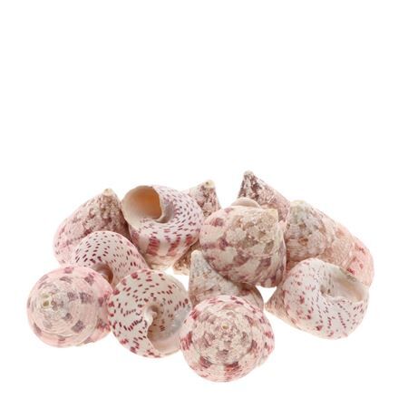 Trochus Macul 1kg