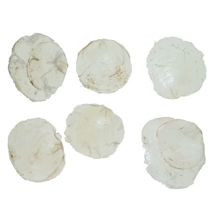 Capiz Shell 200g