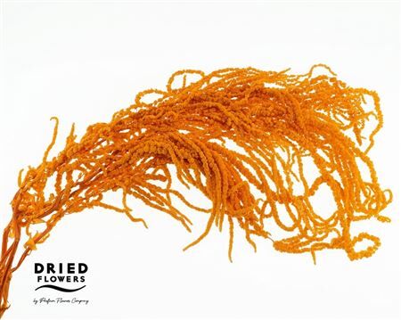 Amaranthus Preserved Orange