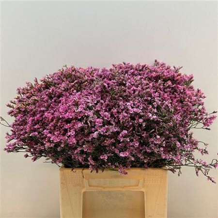 Lim Sin Tiffany Diamond