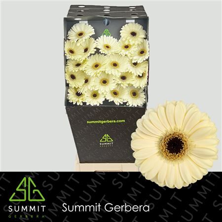 Ge Mi Casillas Diamond