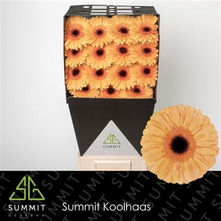 Ge Gr Jetset Diamond