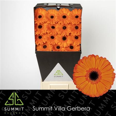 Ge Gr Applause Diamond