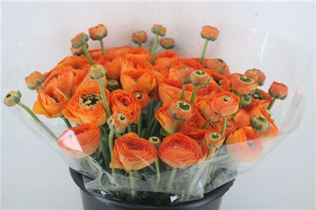 Ran Cloni Sup Lambada