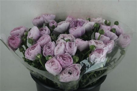 Ran Cloni Sup Nebbia