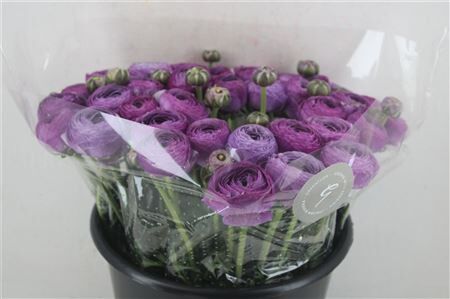 Ran Cloni Sup Nonno Antonio Parmela