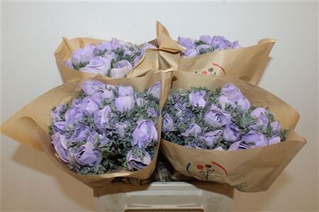 Anem Marianne Powder Lavender