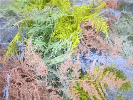 Asp Extra Veer Easter Mix