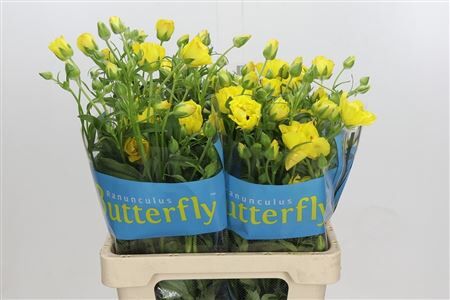 Ran Butterfly Artemi