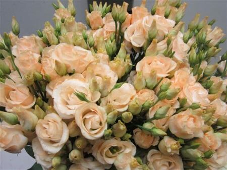 Eust G Rosi G Sweet Zalm