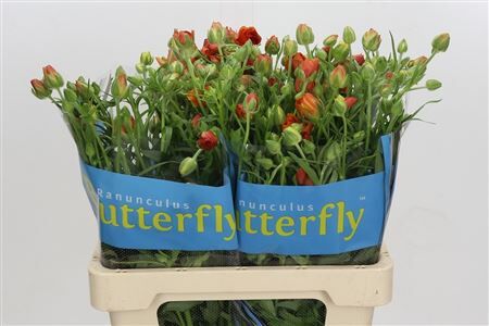 Ran Buttf Phosphorus