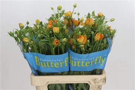 Ran Butterfly Charis