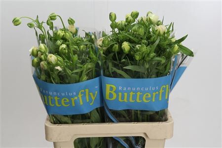 Ran Butterfl Ariadne