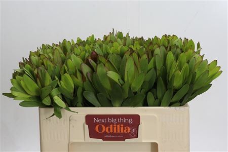 Leucadendron Goldstrike