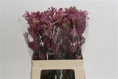 Anigozanthos Mini Pearl