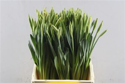 Narc T Standard Valu X100