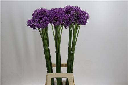 Allium Gladiator