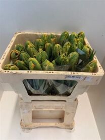 Tu Pa Professor Rontgen