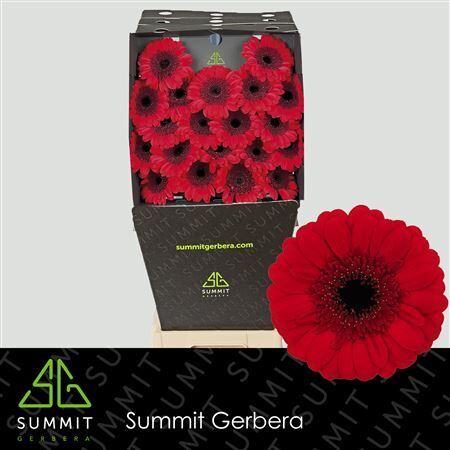 Ge Mi Red Ruby Diamond