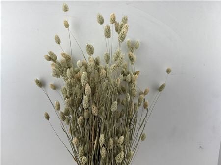 Dried Phalaris Naturel Bunch