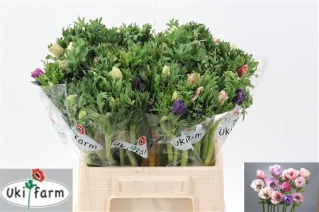 Anem Co Galil Pastel