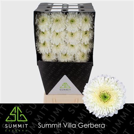 Ge Gb Moon Kick Diamond