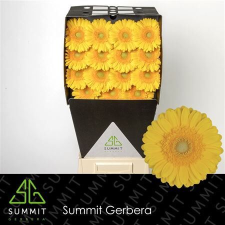 Ge Gr Captiva Diamond