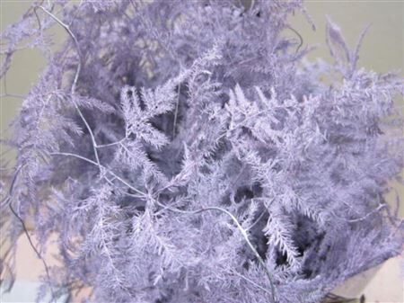 Asp Extra Veer Lavendel