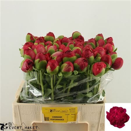 Paeo L Command Performance