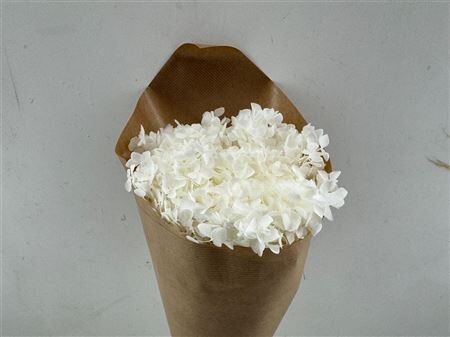 Pres Hydrangea Bleached Bunch