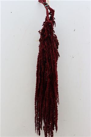 Pres Amaranthus Caud Bordeaux Bunch