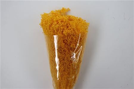 Dried Brooms Yellow Bunch