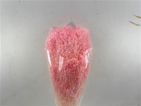 Dried Brooms Light Pink Bunch