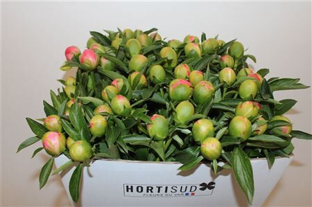 Paeo L Pink Hawaiian Coral