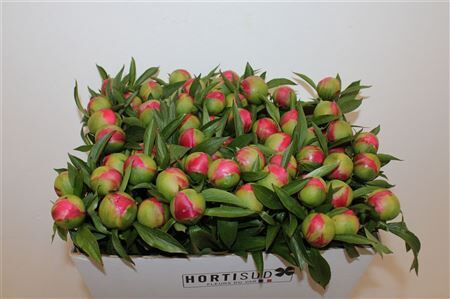 Paeo L Coral Charm Xl