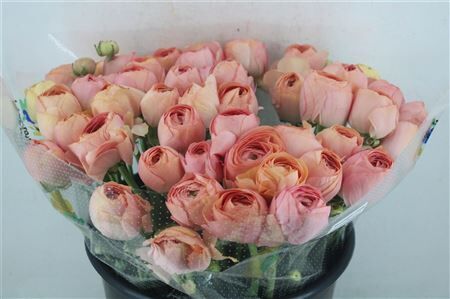 Ran Cloni Ex Champagne