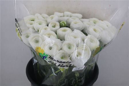 Ran Cloni Ex White Succes