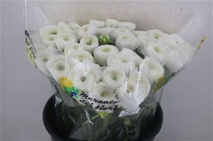 Ran Cloni Ex White Succes