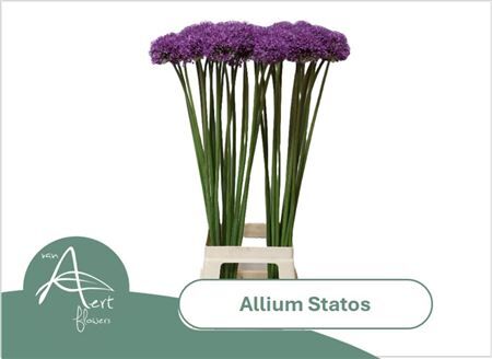 Allium Statos