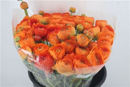 Ran Cloni Ex Lambada