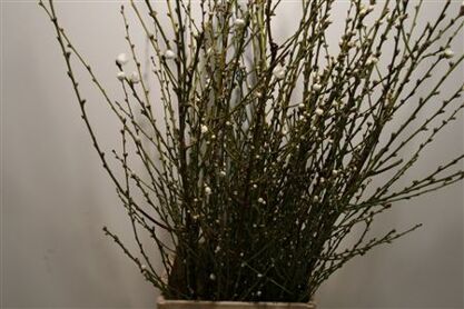 Perzikbloesem White P Bunch