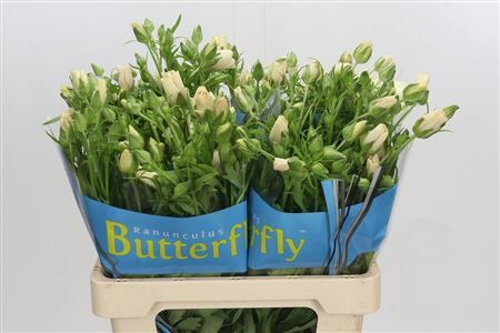 Ran Butterfly Meliss