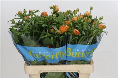 Ran Butterfl Galatea