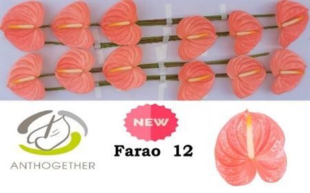Anthurium (andreanum Grp) Farao